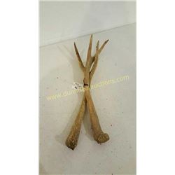 Red Deer Antlers #18