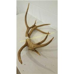 Red Deer Antlers #20
