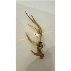 Red Deer Antlers #21