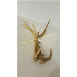 Red Deer Antlers #22