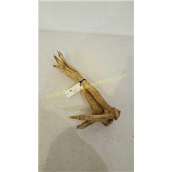Red Deer Antlers #23