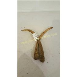 Red Deer Antlers #24