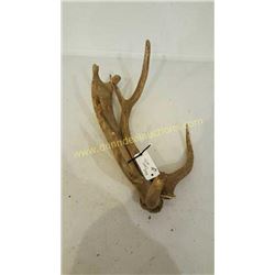 Red Deer Antlers #25