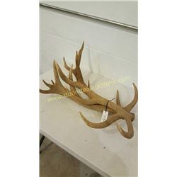Red Deer Antlers #29