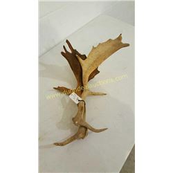 Fallow Sika Antlers #1