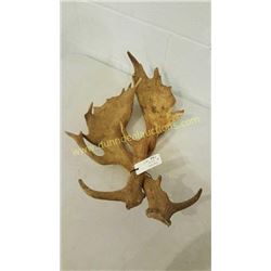Fallow Sika Antlers #2