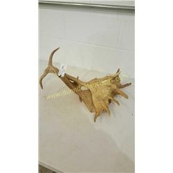 Fallow Sika Antlers #3
