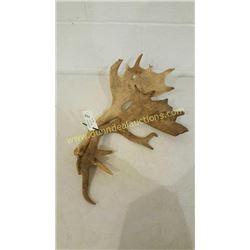 Fallow Sika Antlers #4