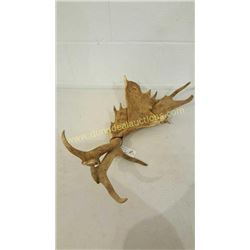 Fallow Sika Antlers #5