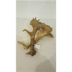 Fallow Sika Antlers #6