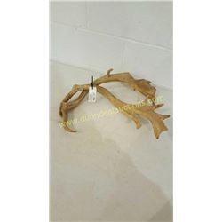 Fallow Sika Antlers #7