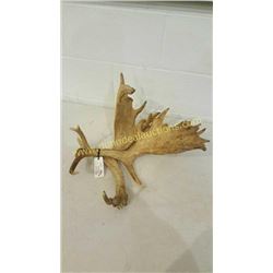Fallow Sika Antlers #8