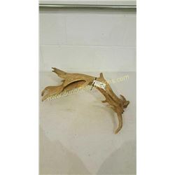 Fallow Sika Antlers #9