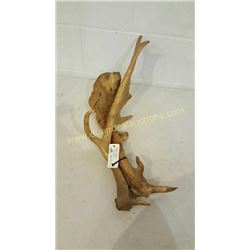 Fallow Sika Antlers #10
