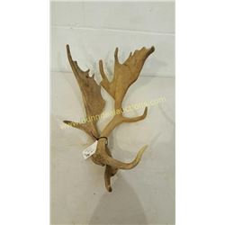 Fallow Sika Antlers #11