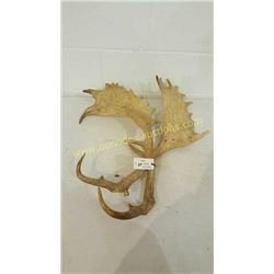 Fallow Sika Antlers #12