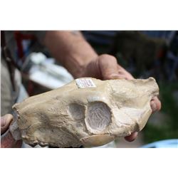 23,000,000 Year Old Carbon Dated Skull