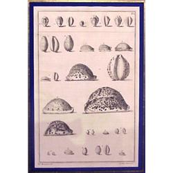 Antique Prints (five), SEA SHELLS, five engravings, images 14 1/2 x 9 1/4", full margins, four...