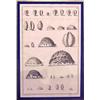 Image 1 : Antique Prints (five), SEA SHELLS, five engravings, images 14 1/2 x 9 1/4", full margins, four...