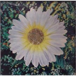 Andy Warhol (1931-1987) American, UNTITLED (DAISY), 1969-71, Leticular photograph in colors, fr...