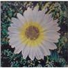 Image 1 : Andy Warhol (1931-1987) American, UNTITLED (DAISY), 1969-71, Leticular photograph in colors, fr...