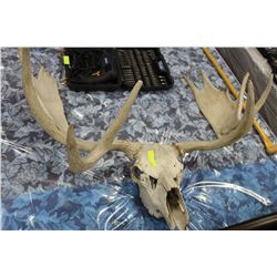 MOOSE SKULL WALL MOUNT
