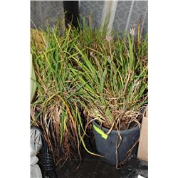 STELLA DE ORO DAY LILY X5