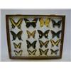 Image 1 : A CASE OF MOUNTED BUTTERFLIES, 20th Century, labelled, 38cm x 46cm  £30-50...