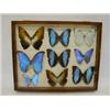 Image 1 : A CASE OF MOUNTED BUTTERFLIES, 20th Century, labelled, 38cm x 46cm  £30-50...