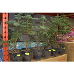 POTTED BLUE SPRUCE X6