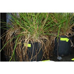 STELLA DE ORO DAY LILY X5