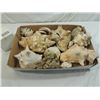 Image 1 : BOX LOT LARGE ASSORTED SEA SHELLS