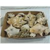 Image 2 : BOX LOT LARGE ASSORTED SEA SHELLS