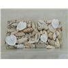 Image 1 : BOX LOT ASSORTED SEA SHELLS