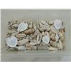 Image 2 : BOX LOT ASSORTED SEA SHELLS