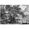 Image 1 : JACOB VAN RUISDAEL (1625 - Haarlem - 1682)