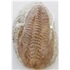 Image 1 : Large Fossil Trilobite