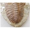 Image 3 : Large Fossil Trilobite