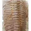 Image 4 : Large Fossil Trilobite