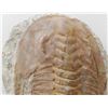 Image 5 : Large Fossil Trilobite