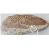 Image 6 : Large Fossil Trilobite