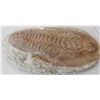 Image 8 : Large Fossil Trilobite