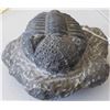 Image 10 : Large Fossil Trilobite