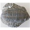 Image 1 : Large Fossil Trilobite