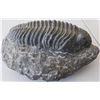 Image 2 : Large Fossil Trilobite