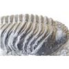 Image 4 : Large Fossil Trilobite