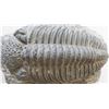 Image 6 : Large Fossil Trilobite