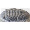 Image 7 : Large Fossil Trilobite