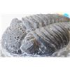 Image 8 : Large Fossil Trilobite