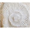 Image 2 : Large Ammonite Fossil